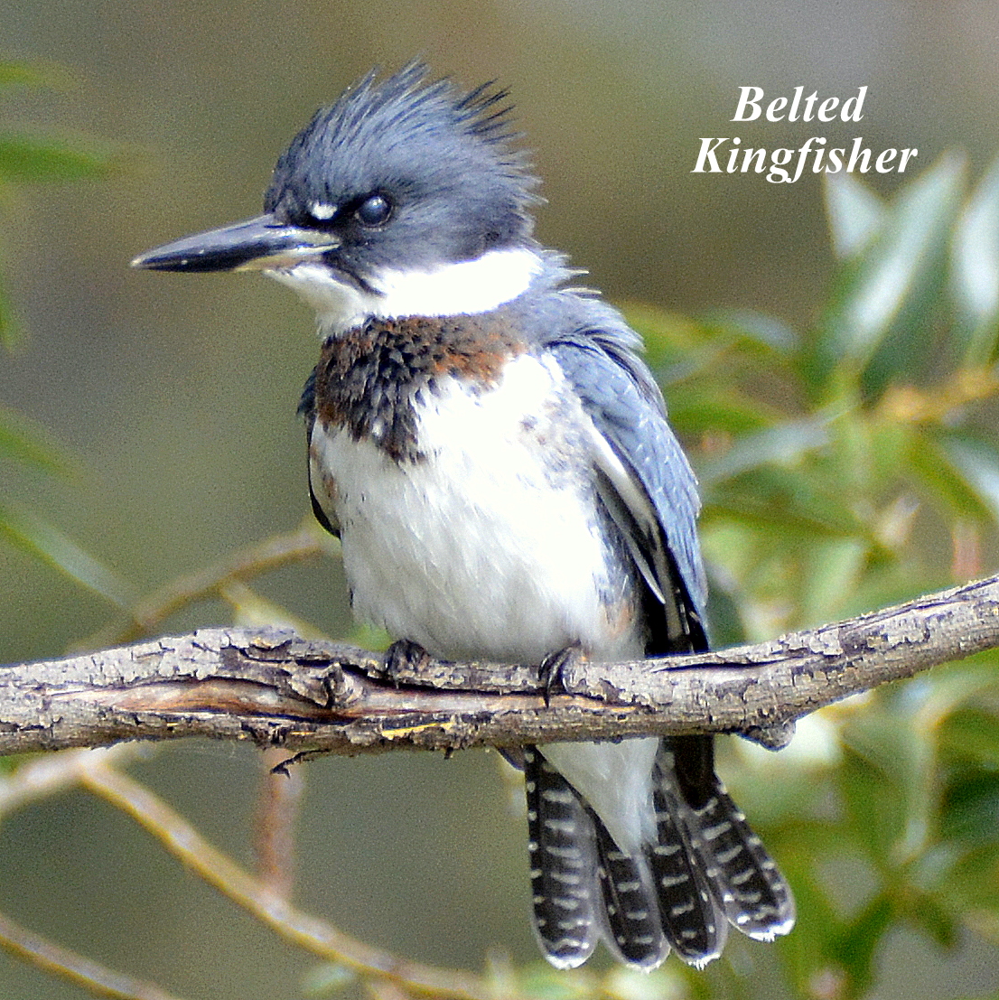 Birding: All about belted kingfishers: A resident and migrant