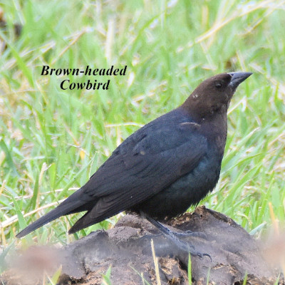 SaskBirds - Pictures - Saskatchewan Birds - Sask Birds