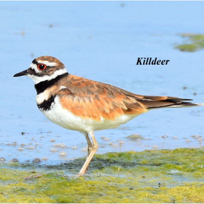 SaskBirds - Pictures - Saskatchewan Birds - Sask Birds